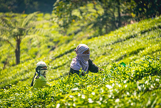 茶,采摘者,丰收,挑选,茶园,培育,金马伦高地,马来西亚,亚洲