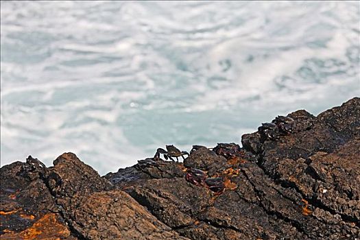 螃蟹,岩石海岸,富埃特文图拉岛,加纳利群岛