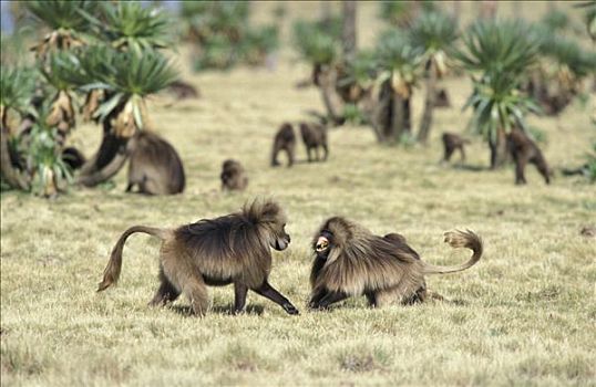狮尾狒,塞米恩国家公园,山,国家公园,埃塞俄比亚