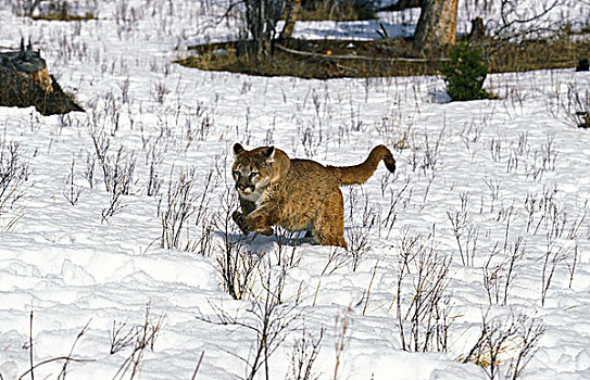 美洲狮,成年,跑,雪中,蒙大拿