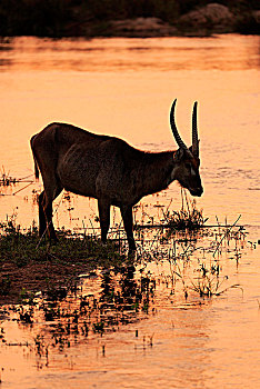 水羚,成年,雄性,水,剪影,日落,克鲁格国家公园,南非,非洲