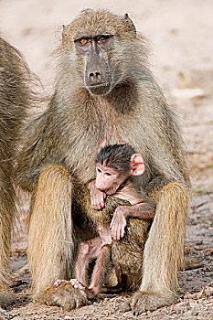 狒狒,猴子,黄狒狒,万基国家公园,津巴布韦,非洲
