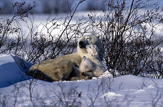 北极熊,母熊,幼兽,休息,雪中,丘吉尔市,加拿大