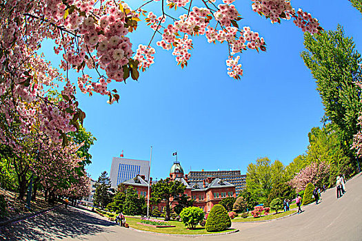 北海道,办公室,樱桃树