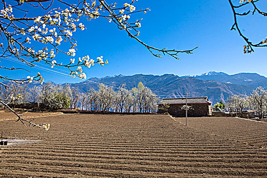 四川阿坝州金川,春天梨花梨树