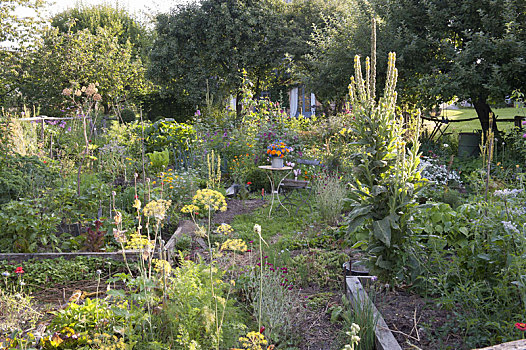 小,座椅,花坛,蔬菜,药草,多年生植物