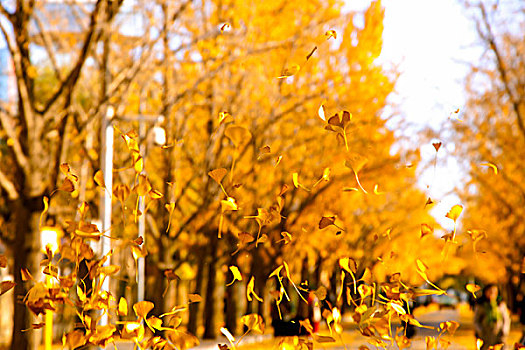 秋天飘在半空中的黄色银杏叶