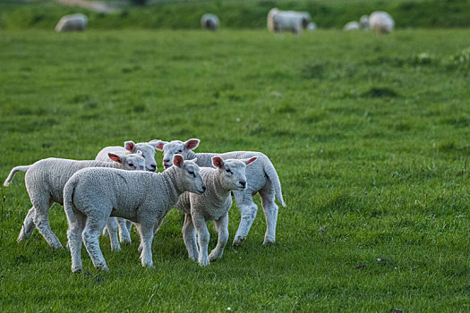 德国绵羊群小羊羔