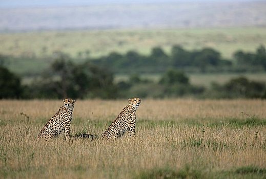 两个,印度豹,猎豹,马赛马拉国家保护区,肯尼亚,东非,非洲
