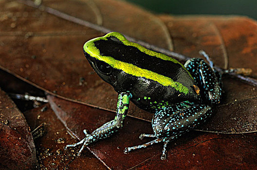 毒物,青蛙,国家公园,哥伦比亚