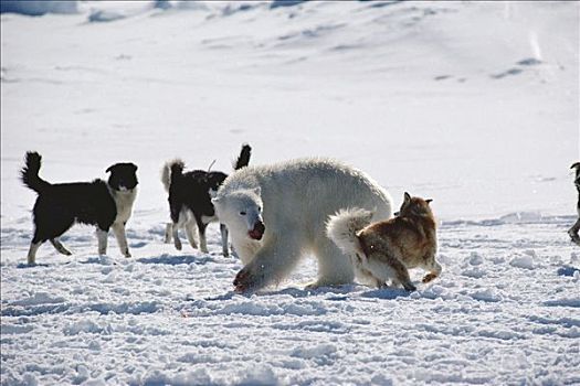北极熊,争斗,露营,狗,加拿大