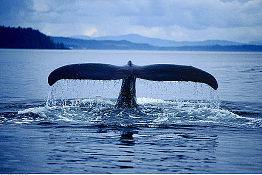 驼背鲸,阿拉斯加,美国