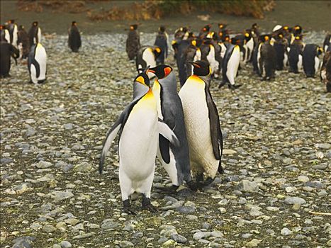 帝企鹅,麦夸里岛,澳大利亚,南极