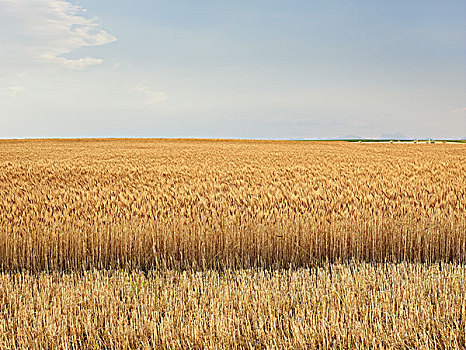 收获,小麦,地点,夹锭钳,溪流,艾伯塔省,加拿大