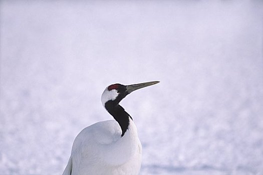 丹顶鹤,雪原