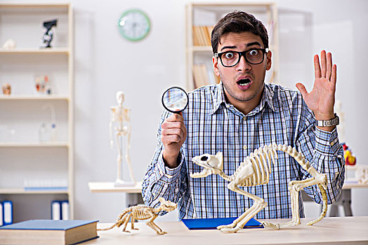 学生,博士,学习,动物骨骼