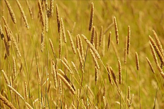 小麦,作物,地点