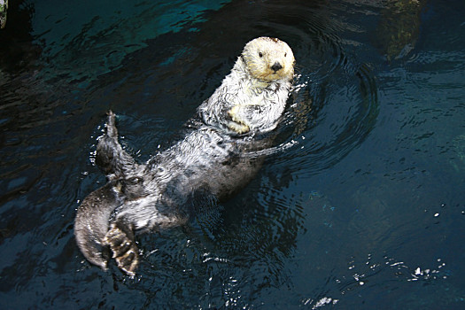 动物园,动物,象征,矢量,插画海獭,温哥华,加拿大,温哥华水族馆,史