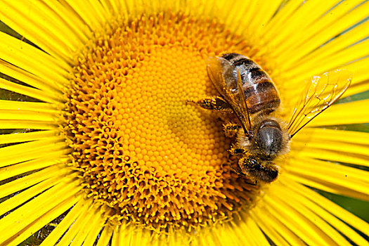 蜜蜂,蜜蜂科,高山,向日葵,不列颠哥伦比亚省,加拿大