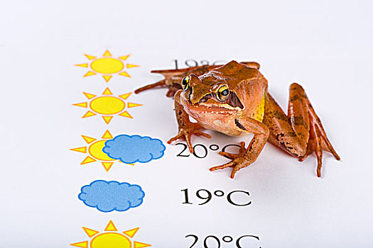青蛙,天气,先知,天气预报