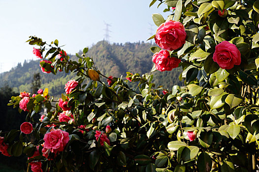 峨眉山高山茶花