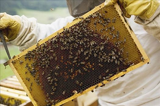 养蜂人,护理,蜂巢