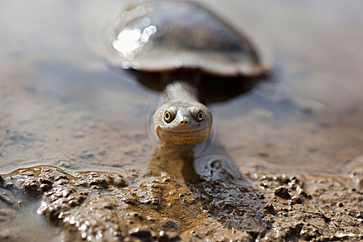 龟,看镜头,微笑,维多利亚,澳大利亚