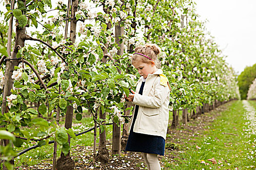 女孩,苹果,种植园