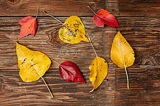 叶子,木头,展示,黄色,红叶,室外