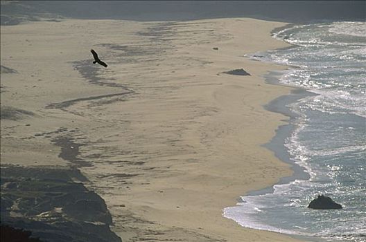 美洲鹫,红头美洲鹫,飞跃,州立公园,大,加利福尼亚