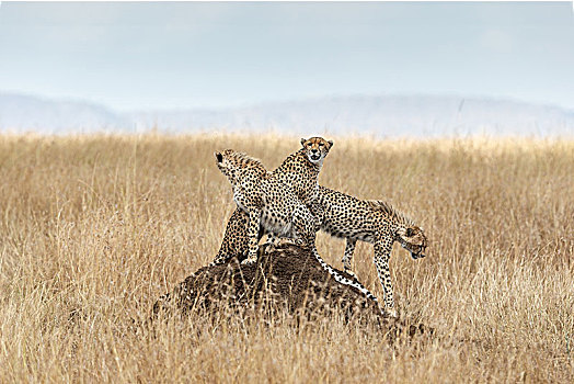 猎豹,猫科动物,猎捕,肯尼亚