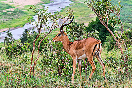 黑斑羚,塔兰吉雷,坦桑尼亚,非洲