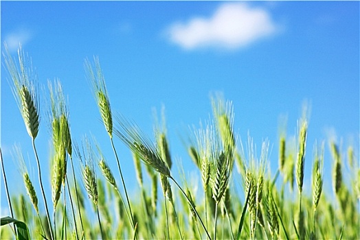 绿色,针状物,小麦,蓝天