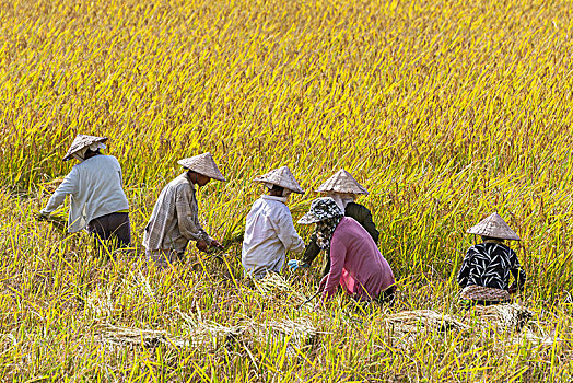 农民,工作,稻田,乡村风光,万荣,老挝