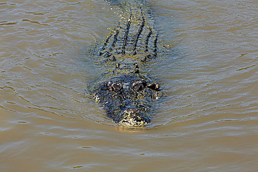 咸水鳄,阿德莱德,河,北领地州,澳大利亚