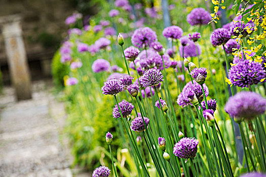 特写,紫色,葱属植物,小路,花园