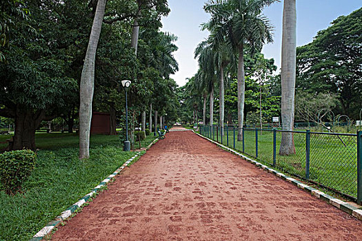 棕榈树,小路,植物园,班加罗尔,印度