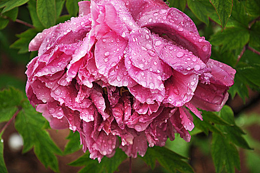 牡丹,雨中