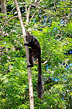 黑狐猴,成年,男性,诺西空巴,马达加斯加,非洲