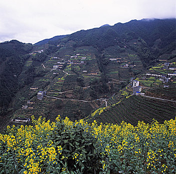 安徽,徽州,歙县,蜈蚣岭,油菜花,古村,船,民居,水溪,雨后,云海