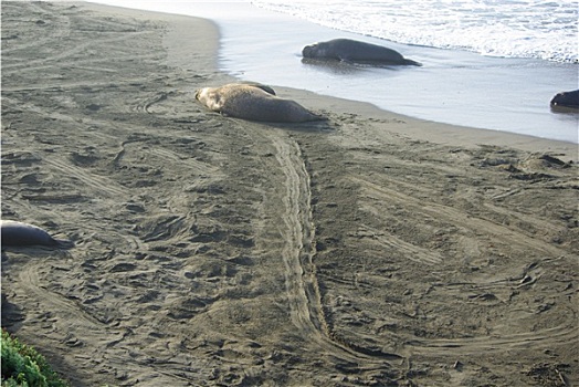海狮,海滩,太平洋海岸,加利福尼亚