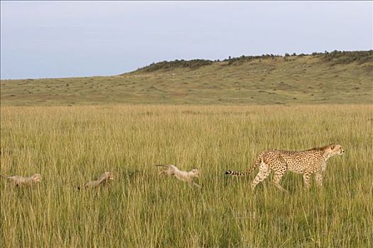 印度豹,猎豹,母亲,星期,老,幼兽,高草,马赛马拉,肯尼亚