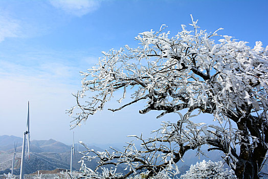 晴空下的雪松与湛蓝的天空