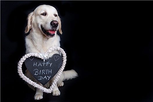 金毛猎犬,生日快乐
