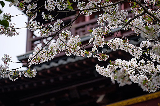 苏州寒山寺的樱花
