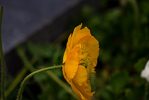 美艳的虞美人,虞美人花