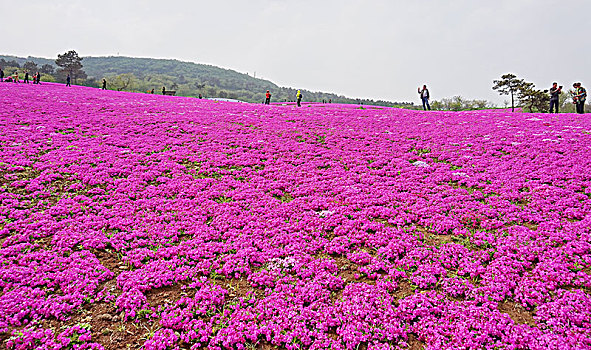 芝樱小镇风光