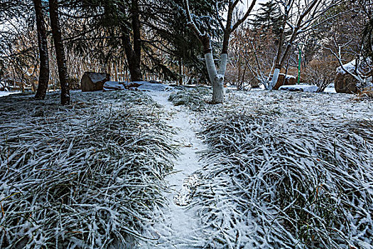 公园雪景