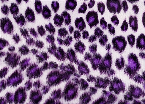 豹,紫色