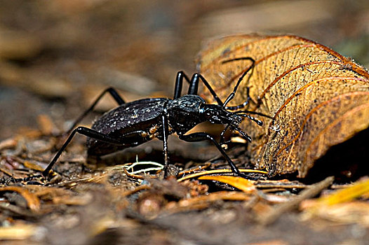 甲虫,泥土,加拿大